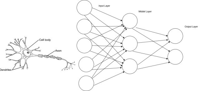Biological Neural Network